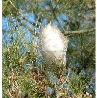 Nid de chenilles processionnaires