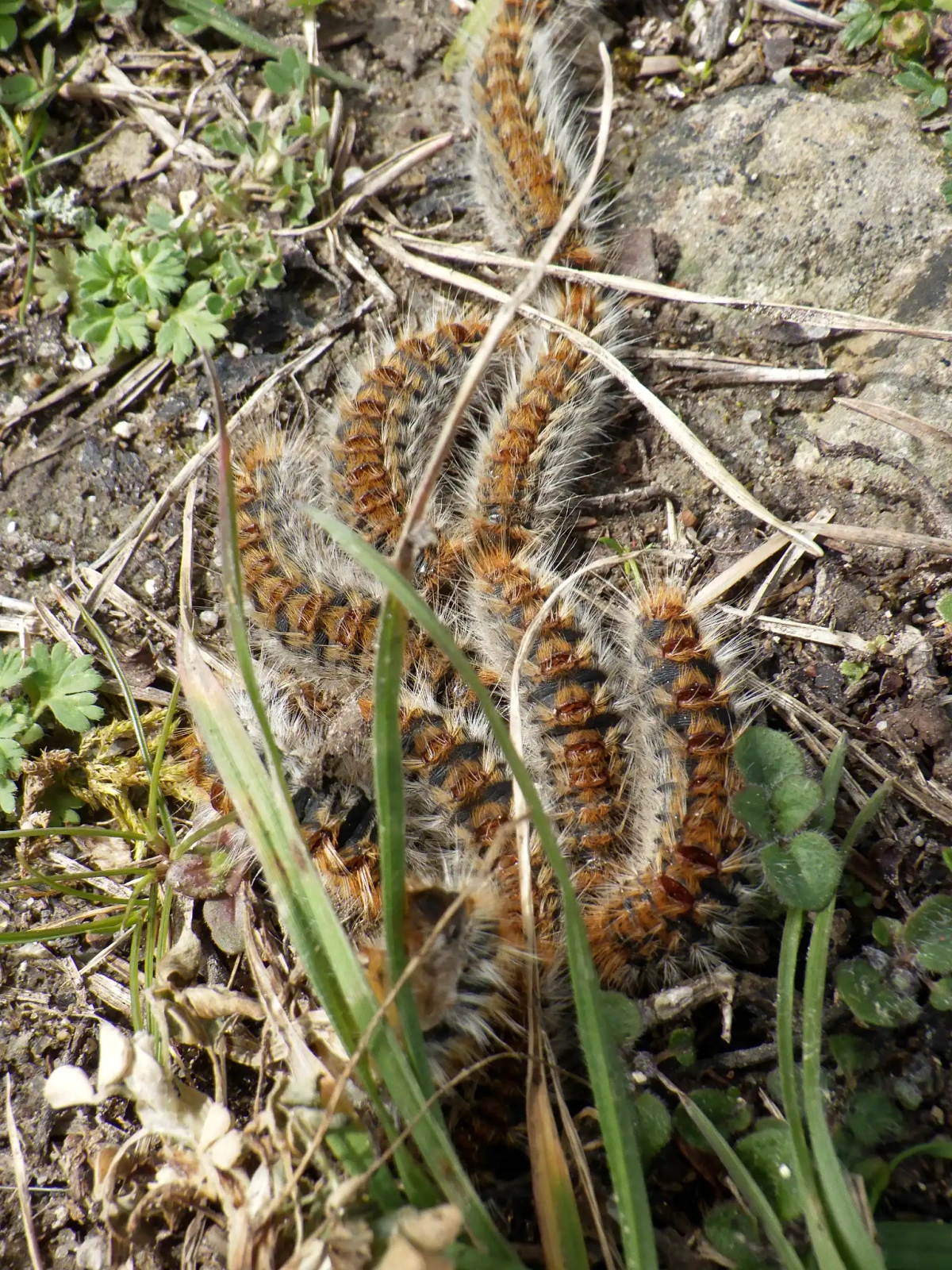 Chenille processionnaire vue de près - les poils urticants sont bien visibles