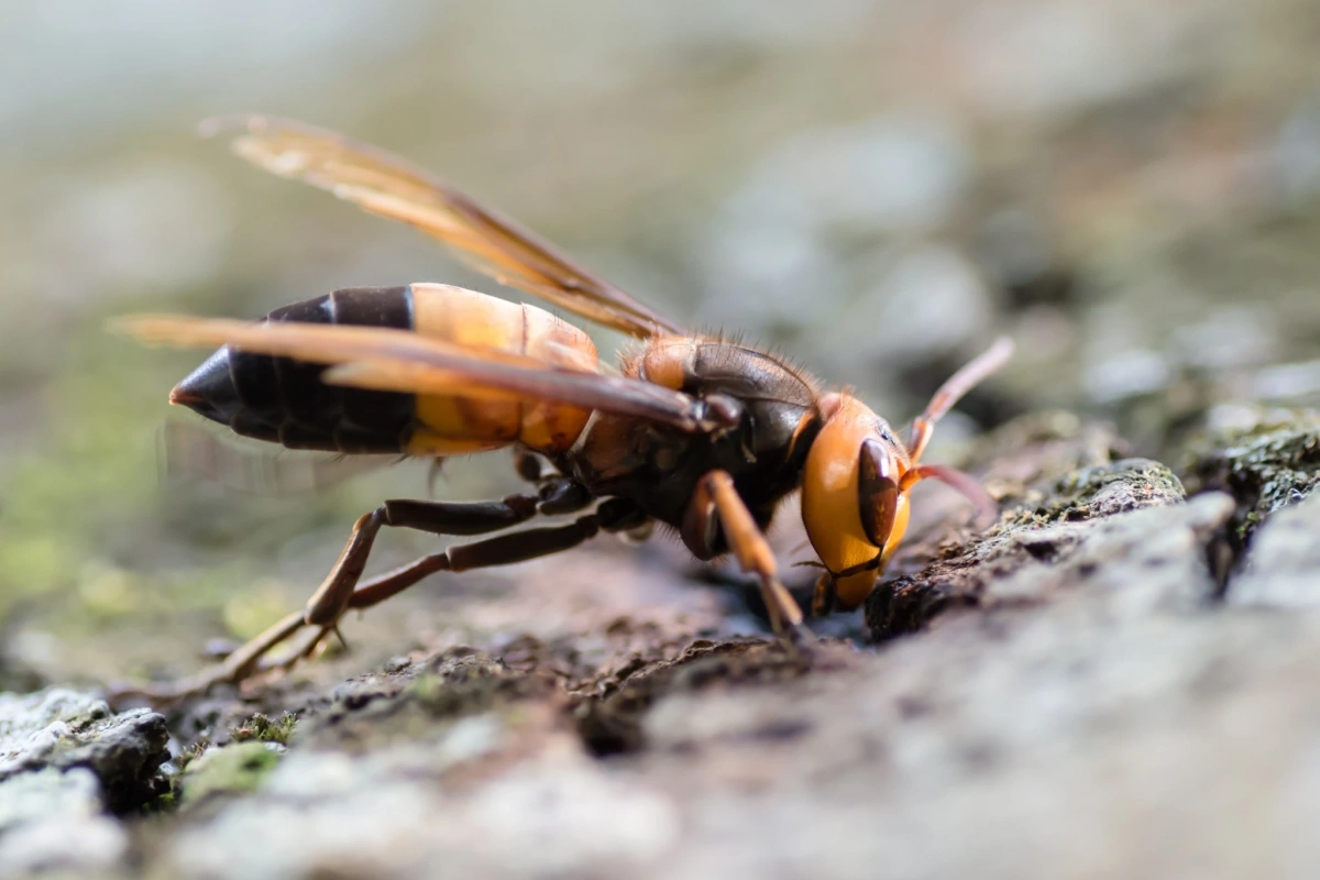 Frelon géant du Sud (Vespa soror) de profil : tête orange massive, thorax sombre et grande taille caractéristique