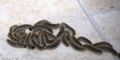 Chenilles processionnaires : dangers, saison et comment s'en débarrasser