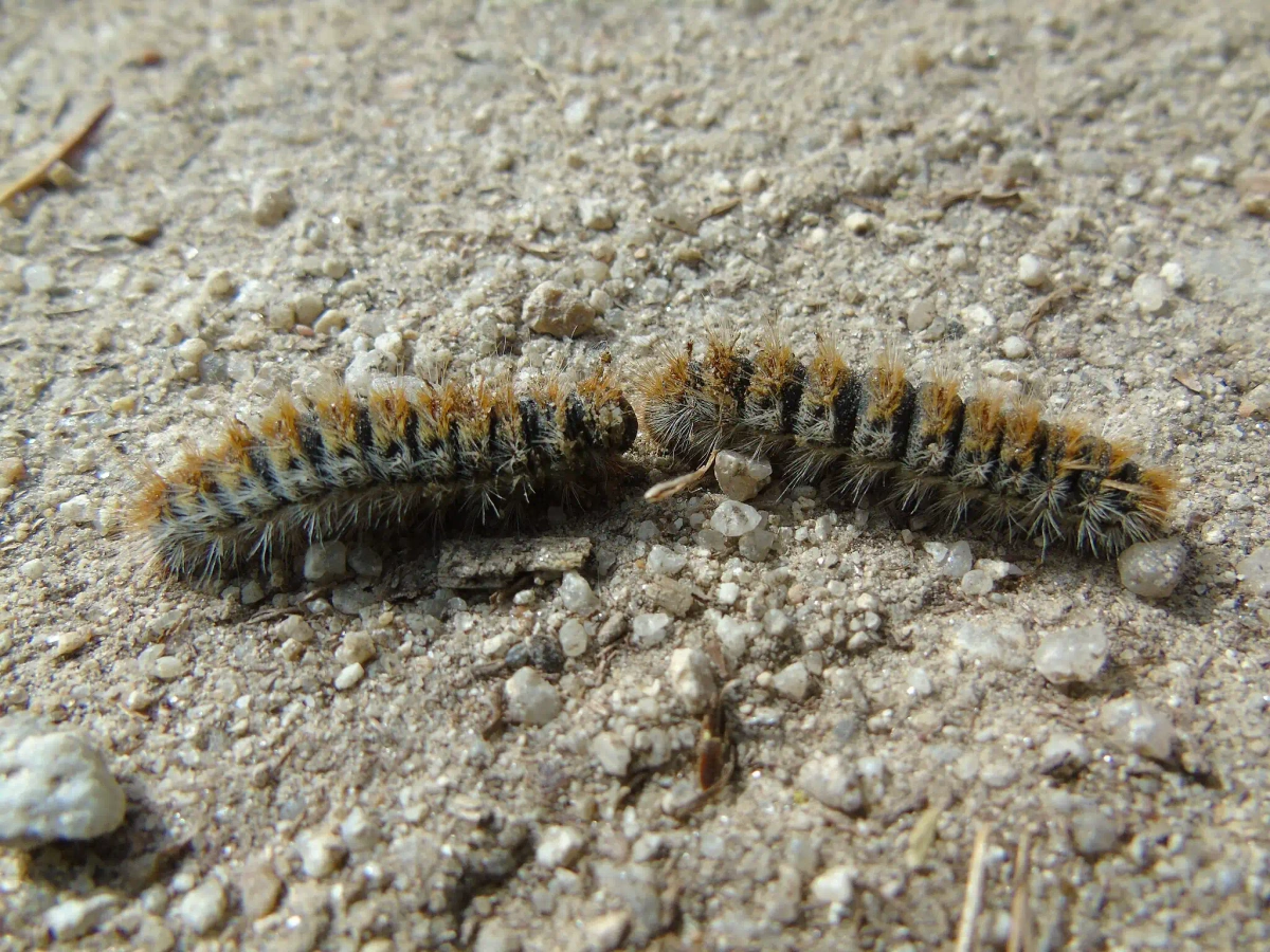 Chenille processionnaire en gros plan