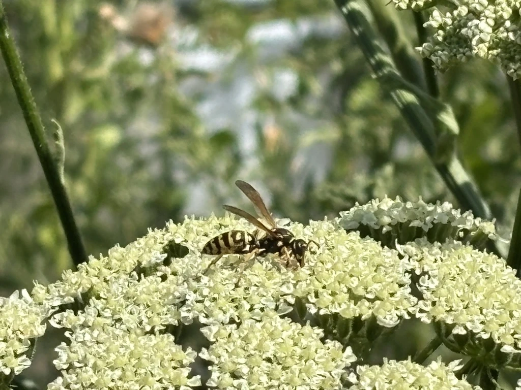 Guêpe poliste à longues pattes : dangereuse ?