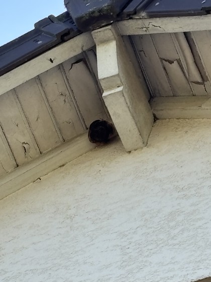 Wasp nest starting to build under roof tiles, grey paper cells visible