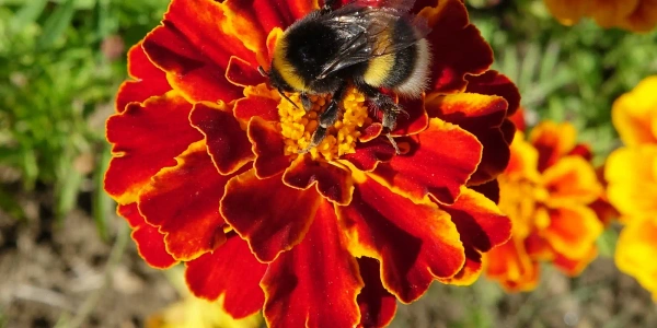 Bourdons : pollinisateurs essentiels à préserver et protéger