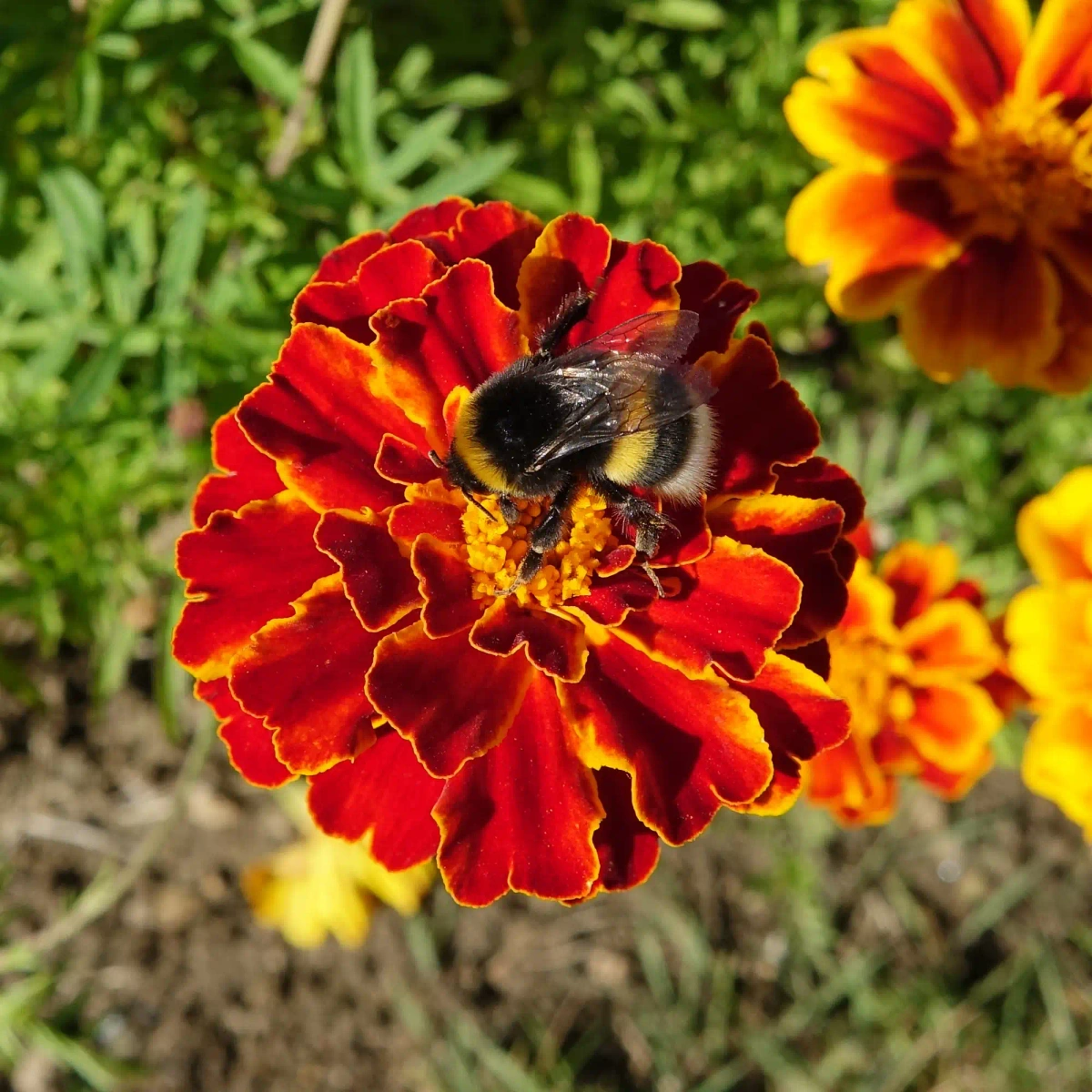 Bourdons : pollinisateurs essentiels à préserver et protéger