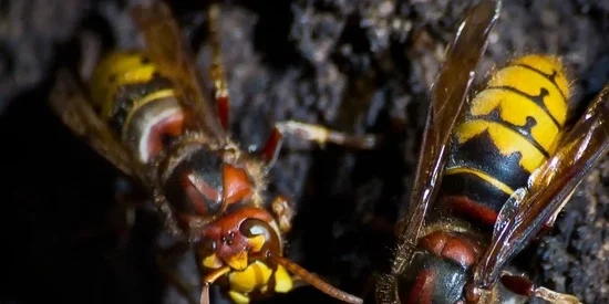 Frelon européen : identification, habitat et intervention professionnelle