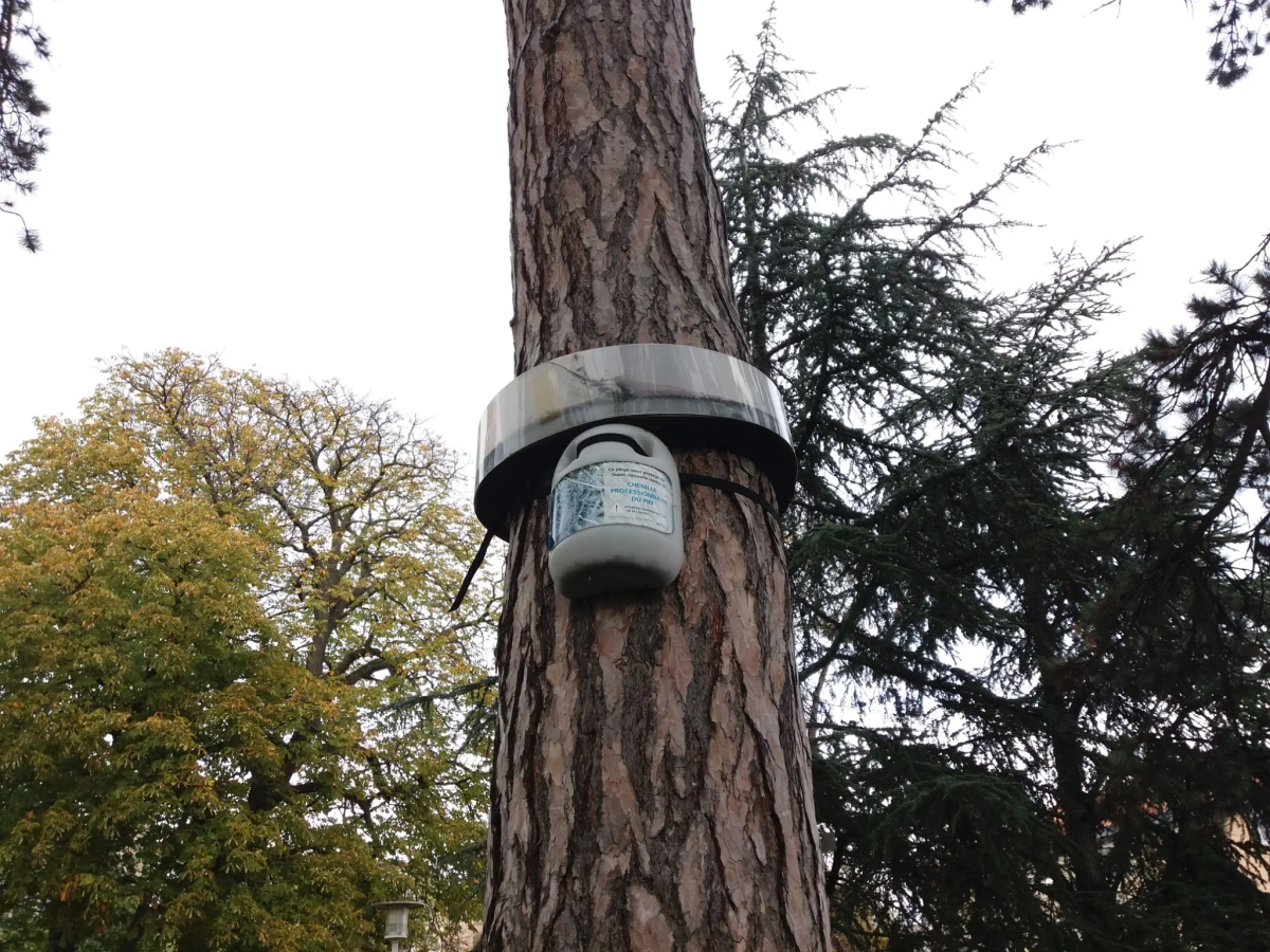 Éco-piège installé sur un tronc de pin