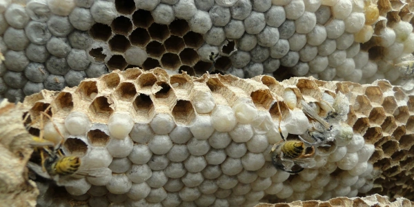 Nid de guêpes : reconnaître, dangers et que faire