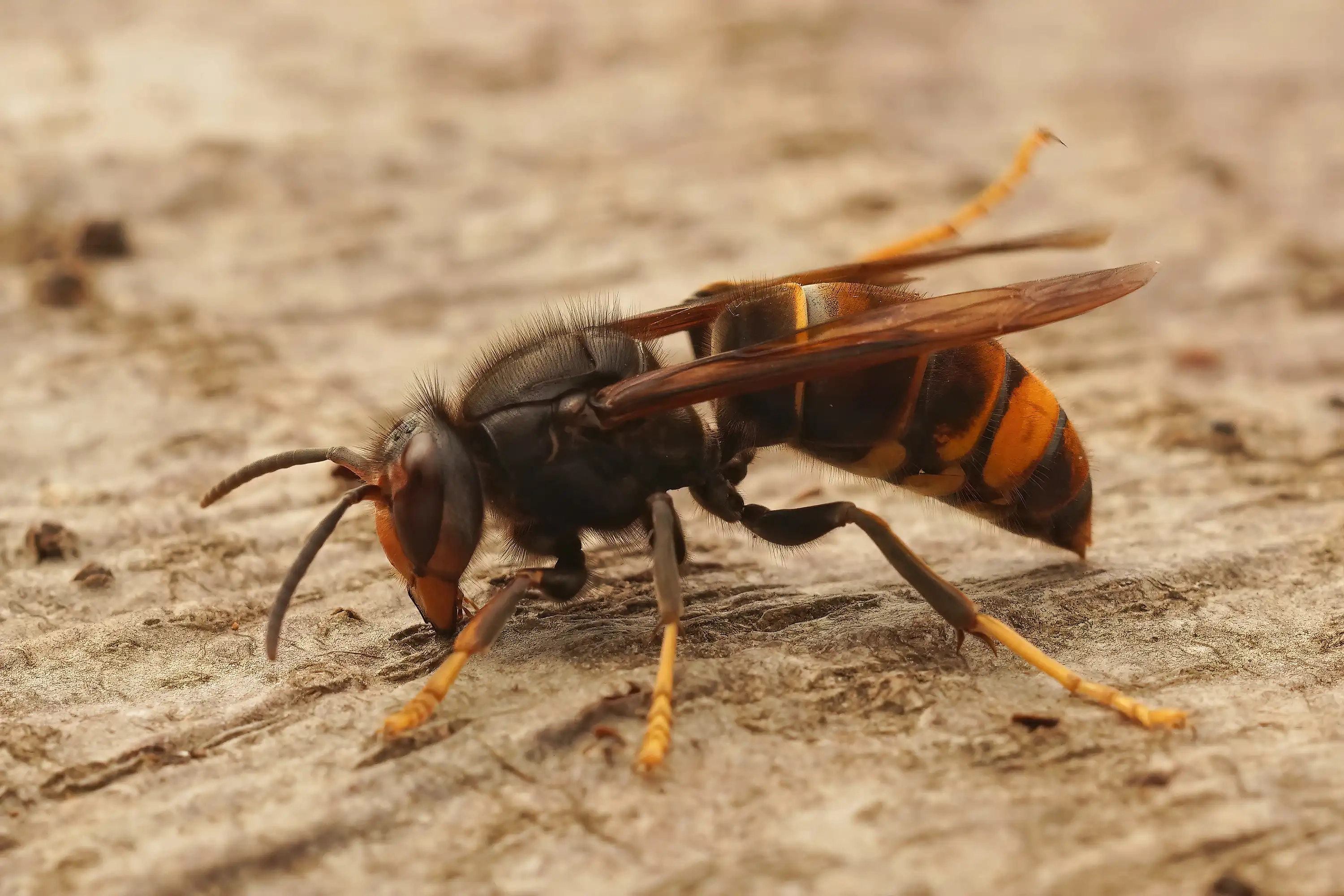 Frelon asiatique Vespa velutina - Espèce invasive dangereuse