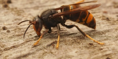 Comment le Frelon Asiatique Décime nos Abeilles (et ce qu'on peut faire)