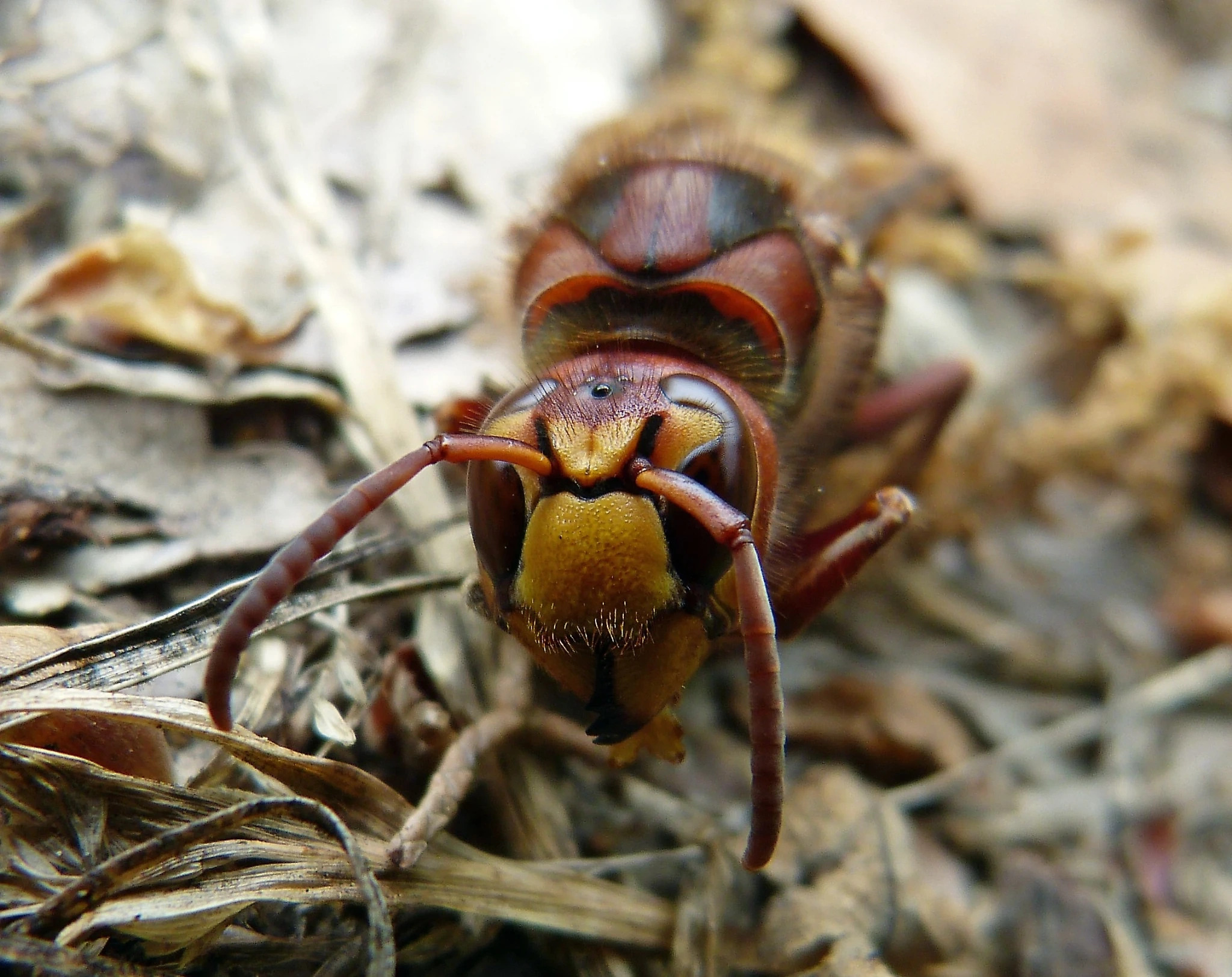 Frelon européen Vespa crabro, thorax roux et abdomen jaune rayé de noir