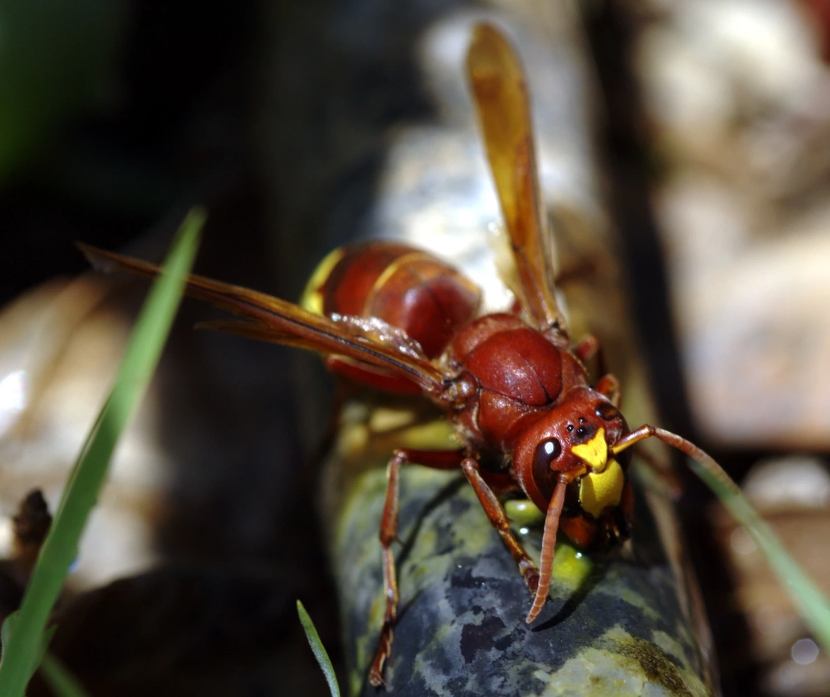 Frelon oriental (Vespa orientalis) de face : la large tache jaune sur la face et la bande jaune vif sur l'abdomen roux sont les deux critères d'identification les plus fiables