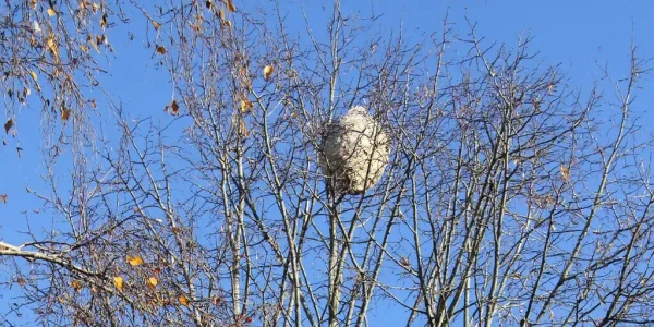 Technique Paintball PILP : Destruction des Nids de Frelons Asiatiques en Arrière-Saison