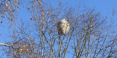 Technique Paintball PILP : Destruction des Nids de Frelons Asiatiques en Arrière-Saison