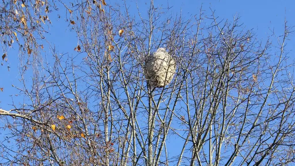 Technique Paintball PILP : Destruction des Nids de Frelons Asiatiques en Arrière-Saison