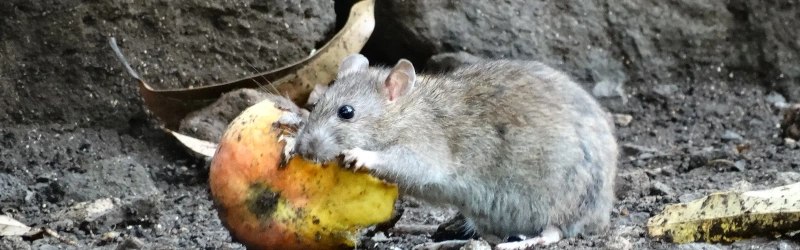 Galerie dératisation rats souris - Solutions professionnelles