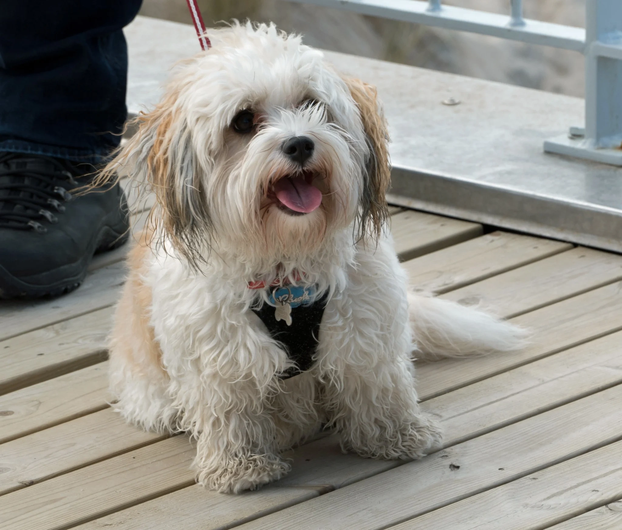 Chien à la fenêtre, espèce la plus exposée aux chenilles processionnaires