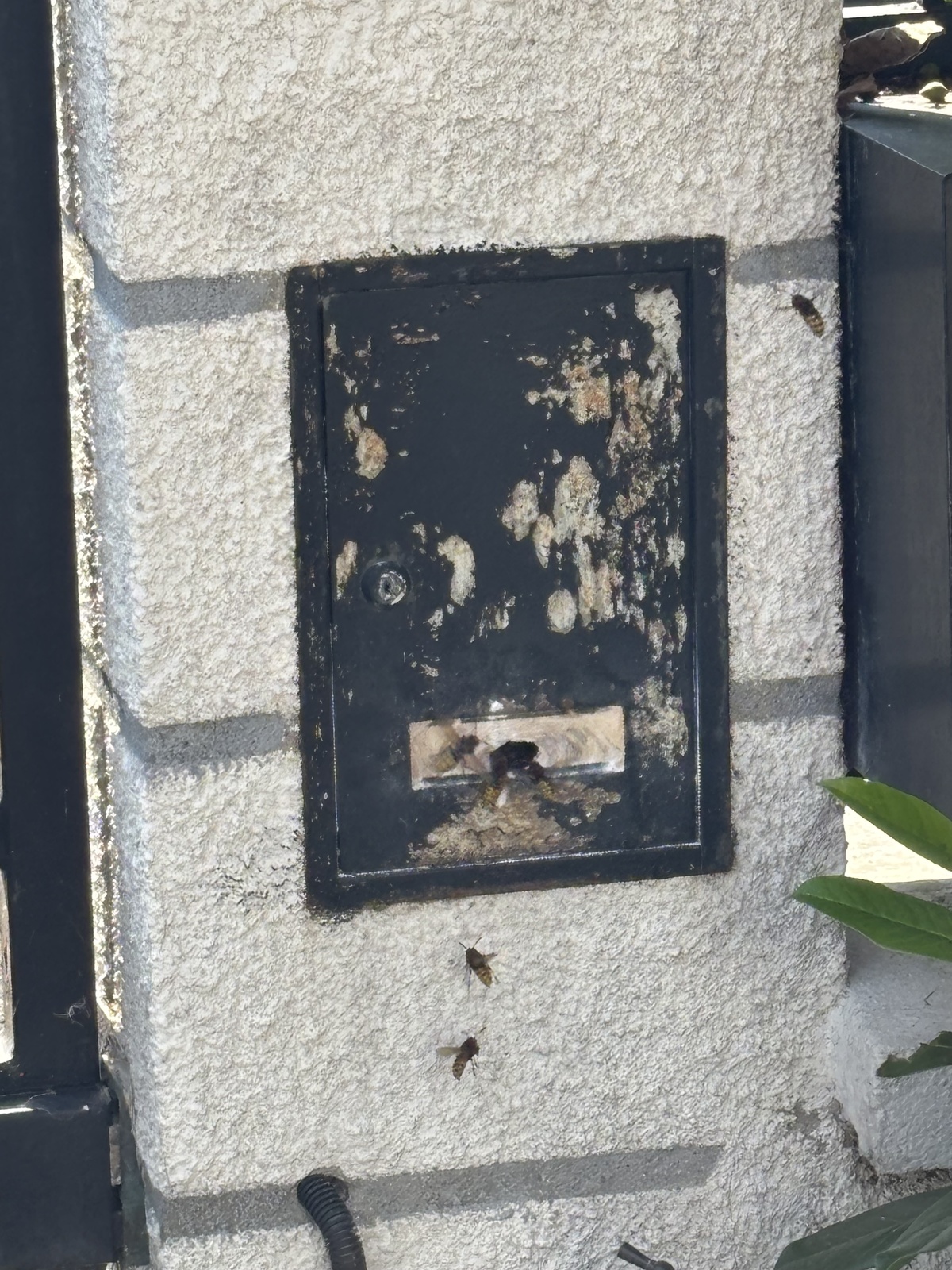 Frelons européens entrant et sortant par la fente d'une boîte aux lettres encastrée dans un pilier