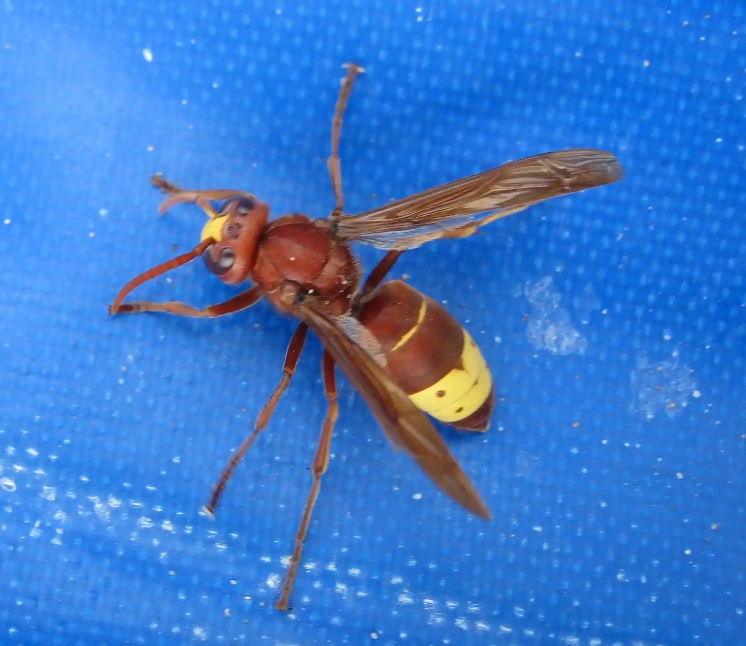 Frelon oriental Vespa orientalis - Nouvelle espèce invasive