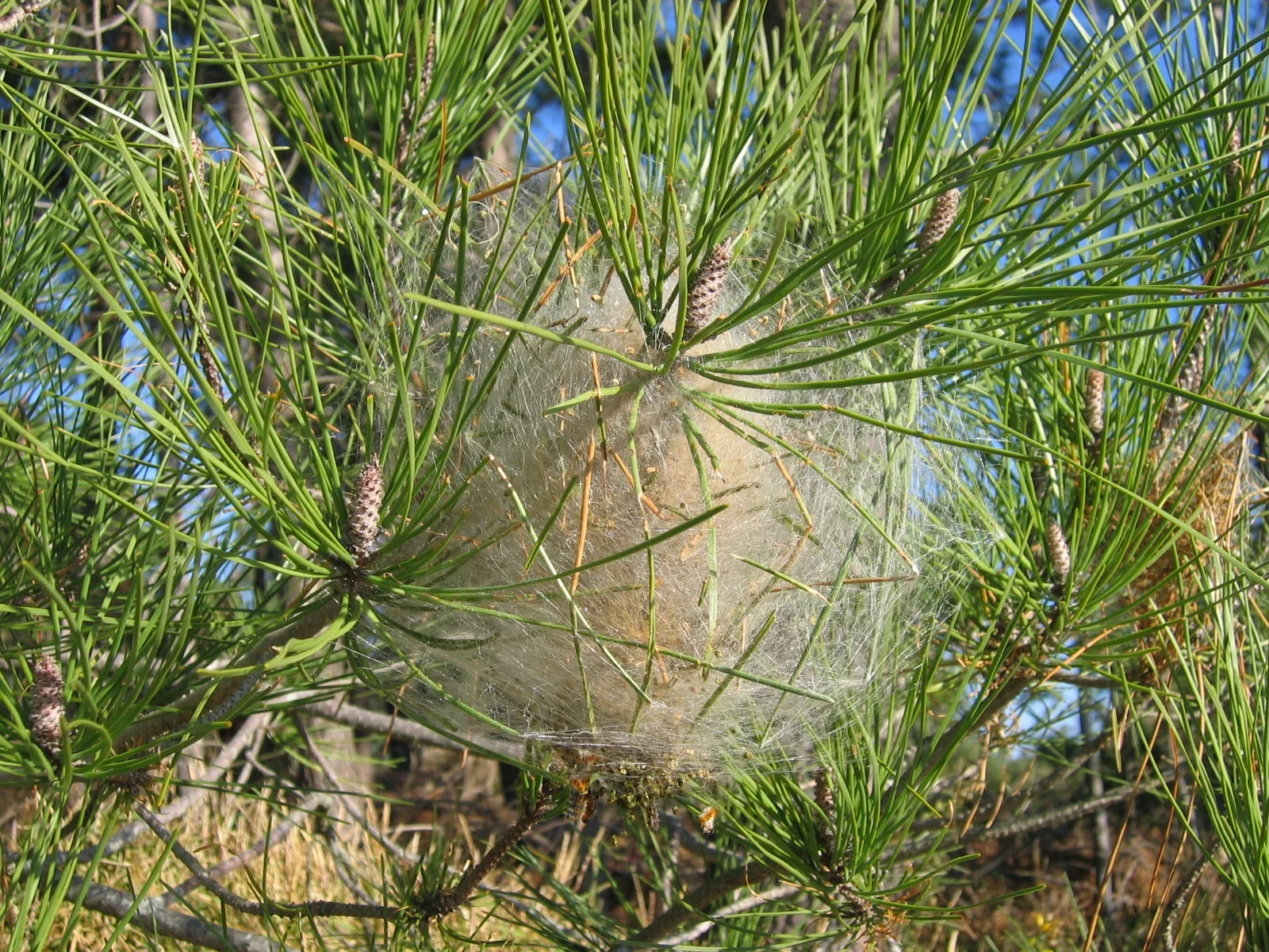 Nid de chenilles processionnaires en soie blanche dans un pin
