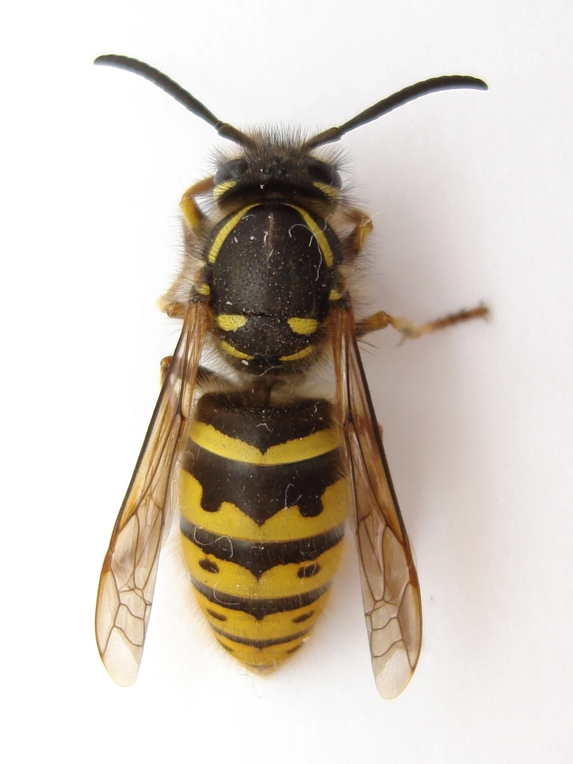 Guêpe adulte — à ne pas confondre avec une abeille