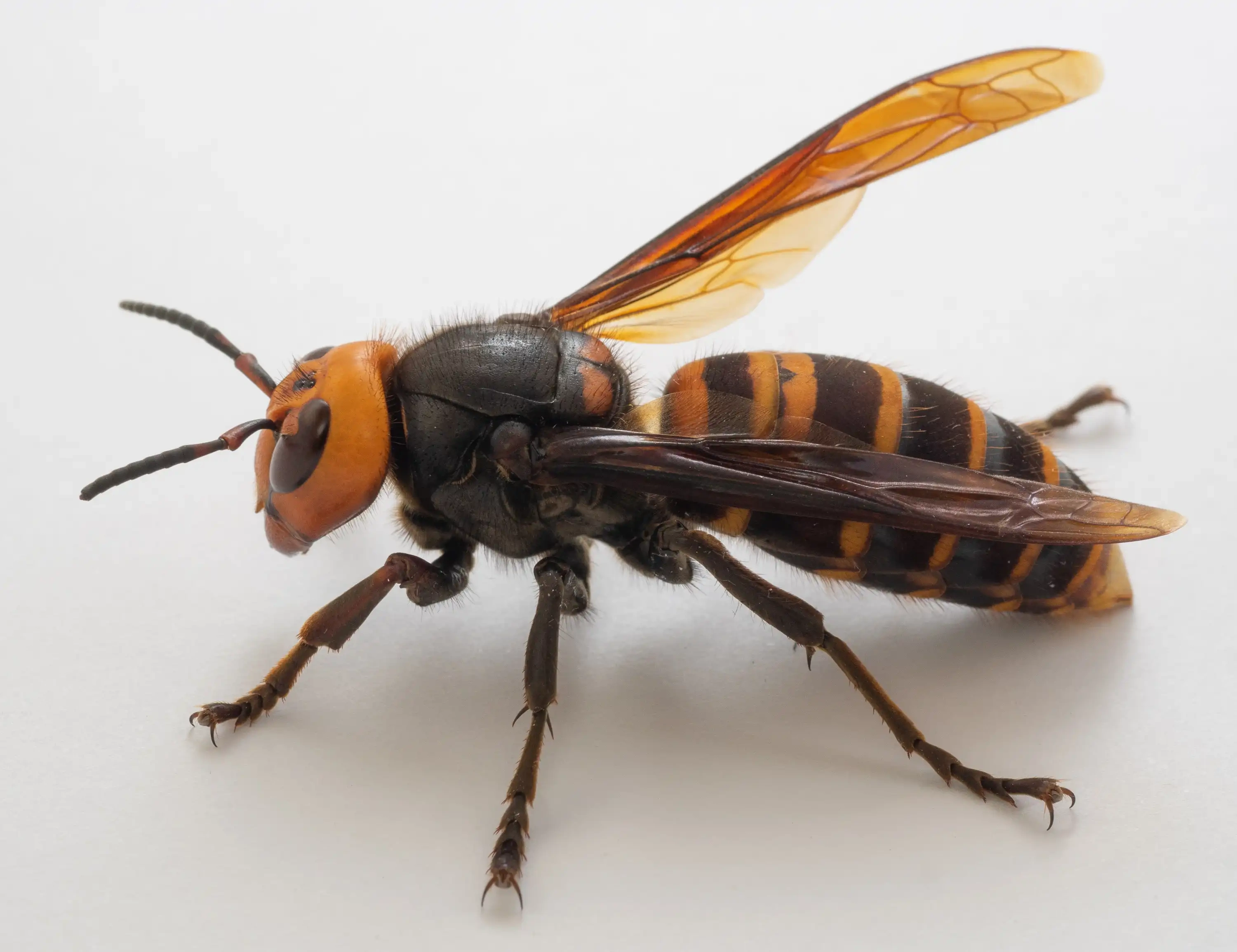 Frelon géant asiatique Vespa mandarinia - Murder hornet sous surveillance