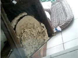 Nid de guêpes dans un tiroir 