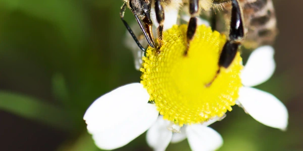 Abeilles : les protéger et bien cohabiter avec ces pollinisateurs essentiels