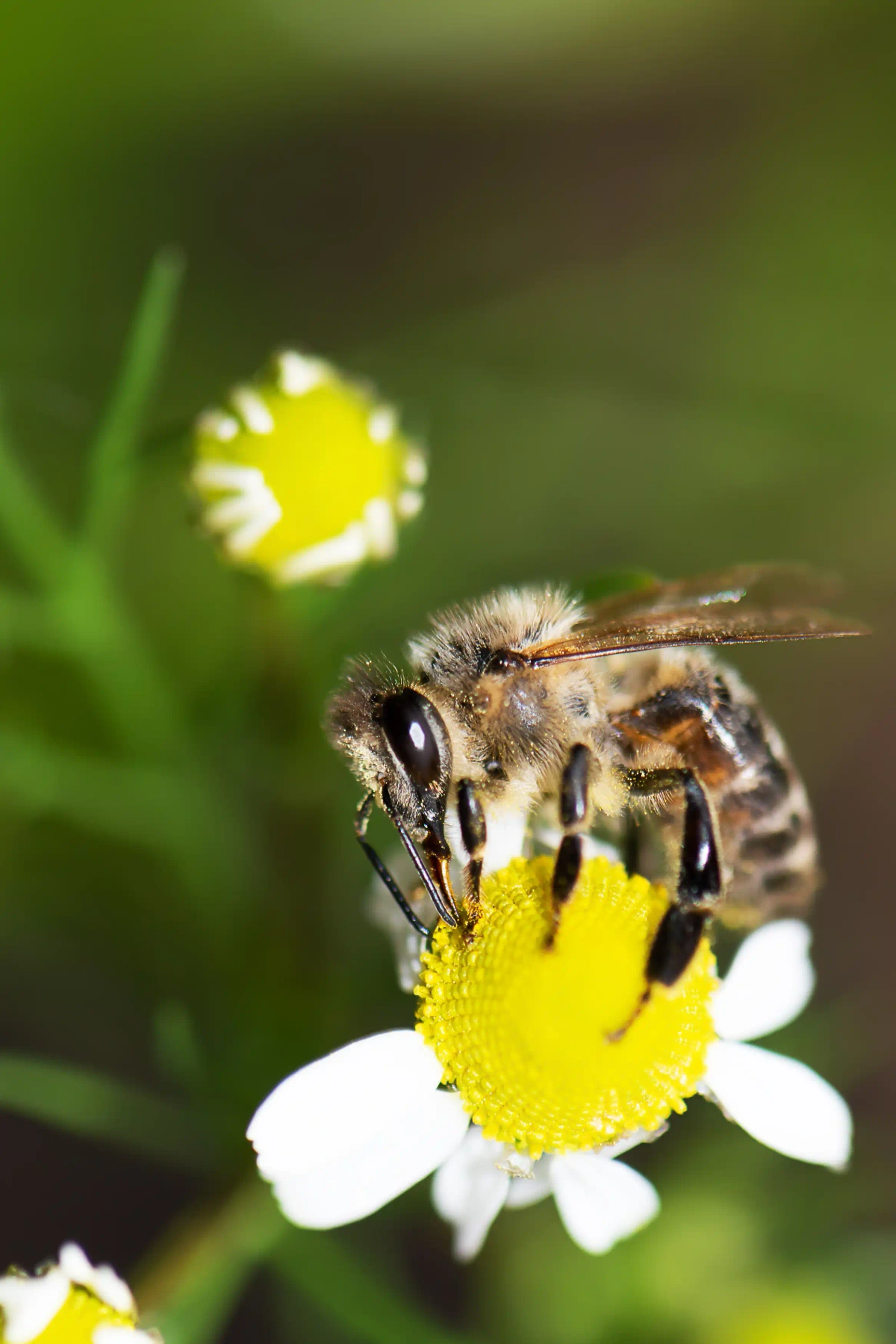 Abeilles : les protéger et bien cohabiter avec ces pollinisateurs essentiels