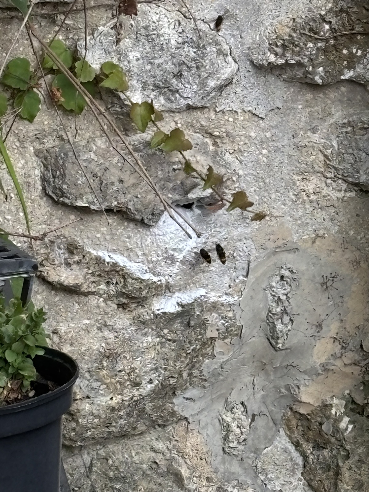Frelons asiatiques autour d'un interstice dans un mur en pierre