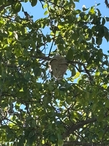 Nid de frelons asiatiques en haut d'un arbre, caché dans le feuillage