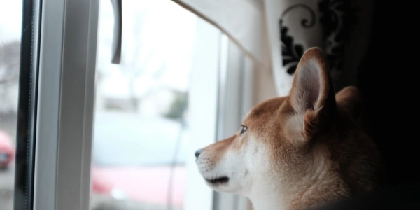 Chenilles processionnaires et chien : dangers, symptômes et que faire en urgence