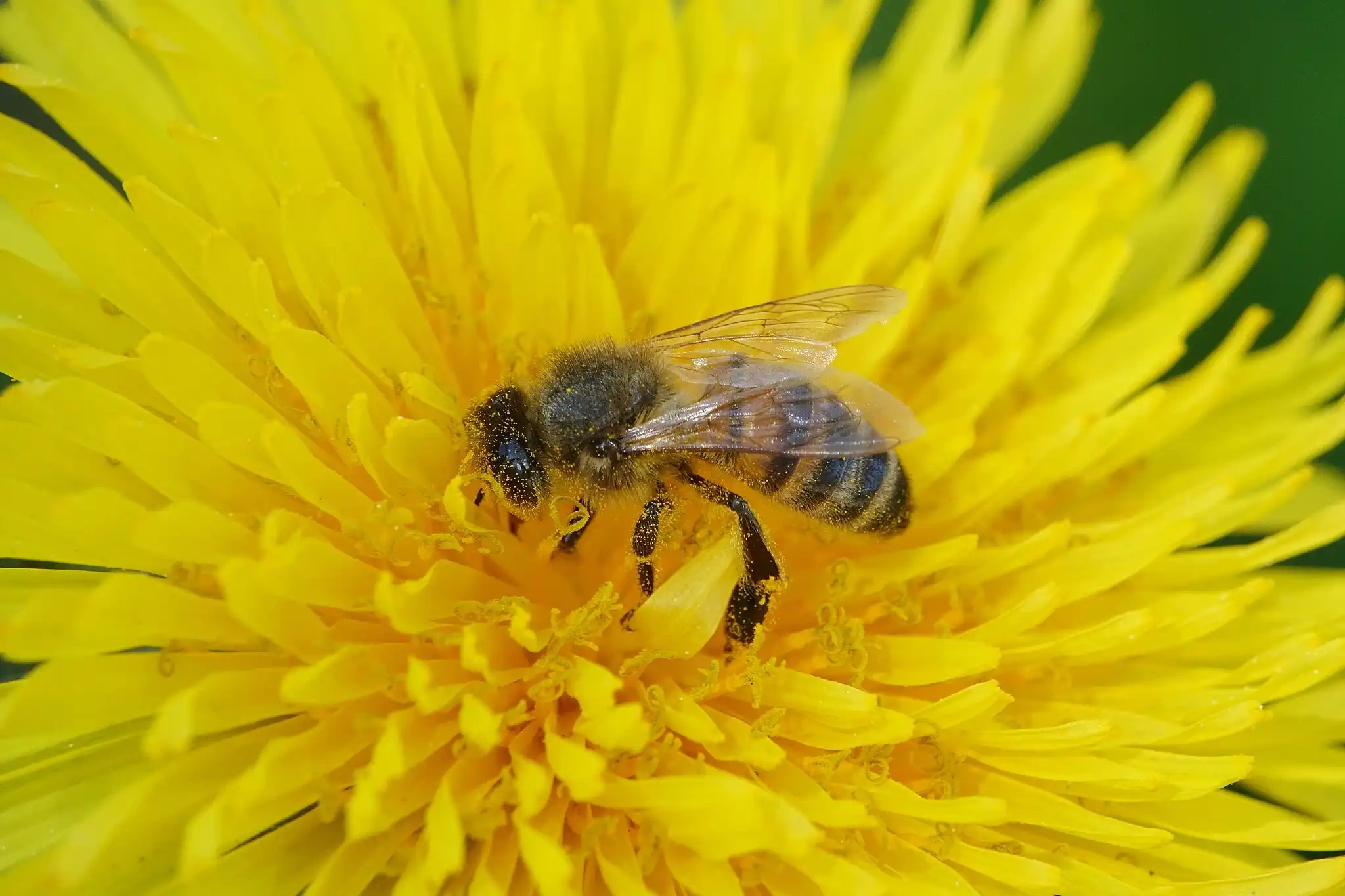 Abeille mellifère - Pollinisateur essentiel à protéger