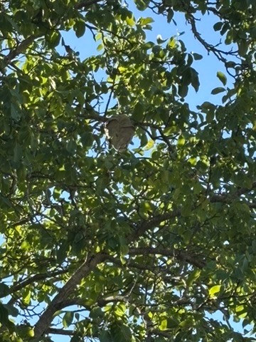 Asian hornet nest high in a tree, treated with a telescopic pole