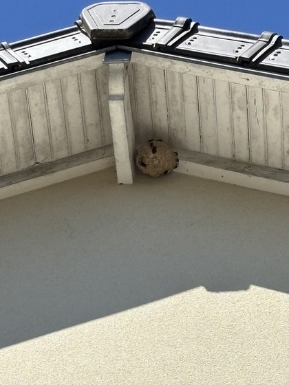 Large hornet nest built under a roof overhang before treatment
