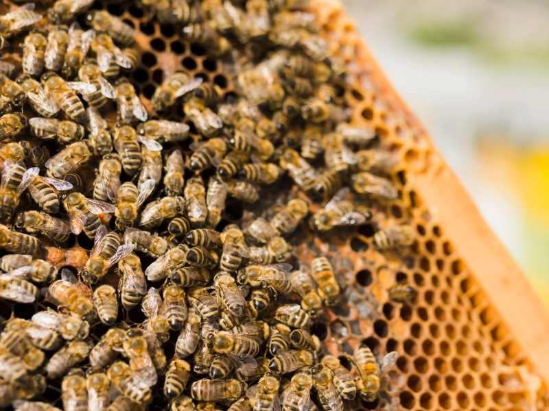 Ruche avec abeilles - Expertise ABC Guêpes