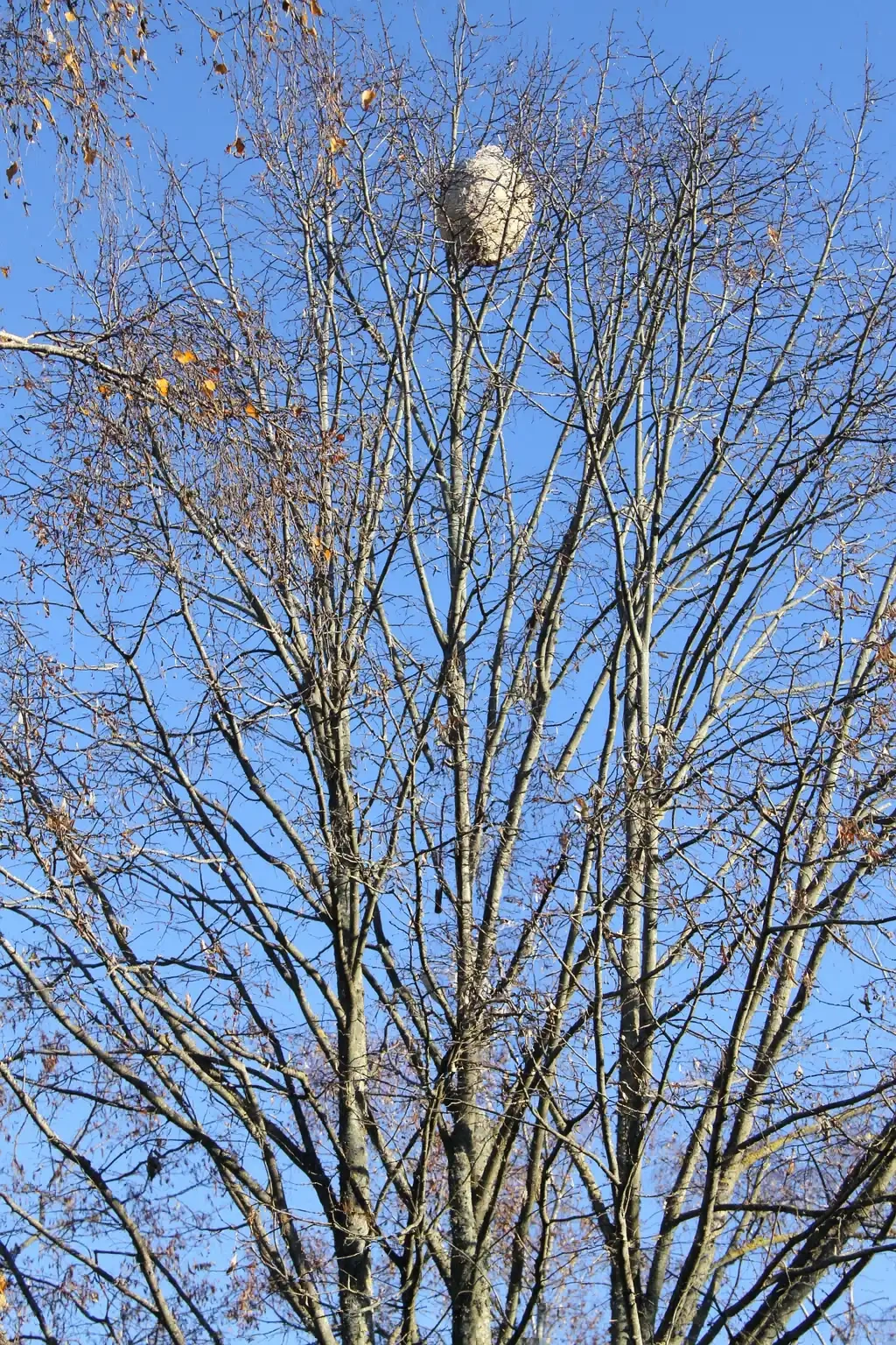 Nid de frelons asiatiques en haut d'un arbre dépouillé de ses feuilles, bien visible contre le ciel