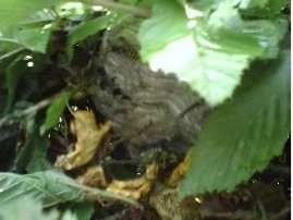 Nid de guêpes dans une haie 