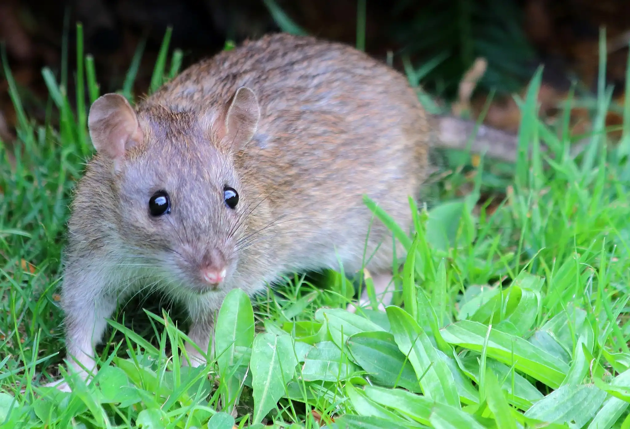 Rat brun - Identification et caractéristiques
