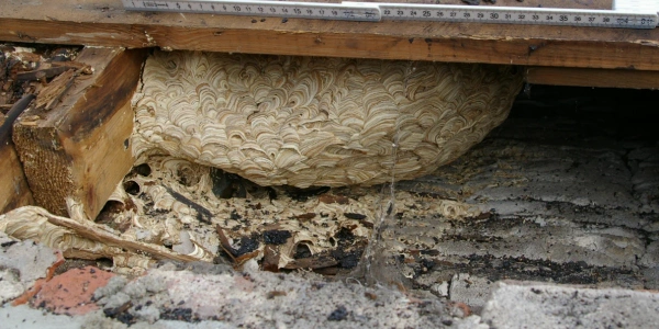 Nid de guêpes sous toiture ou sous les tuiles : pourquoi ne pas intervenir seul
