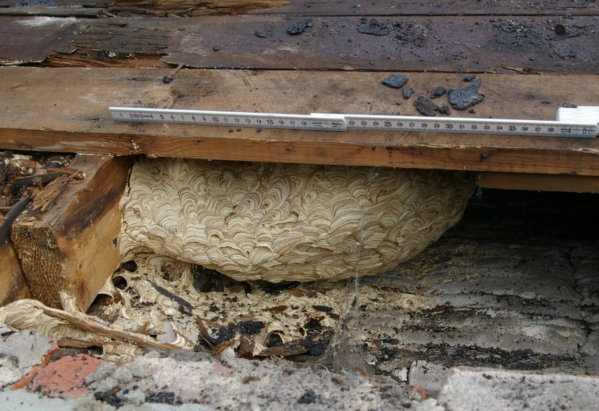 Nid de guêpes sous toiture ou sous les tuiles : pourquoi ne pas intervenir seul